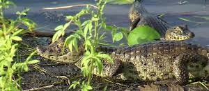 jacarés.jpg